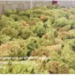 Boxed wood hydrangea eternal flowers 100g