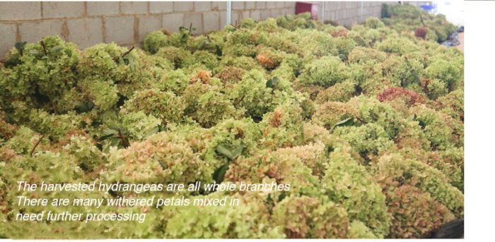 Boxed wood hydrangea eternal flowers 100g