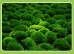 Perpetual moss wall making soft furnishing decoration - Image 2