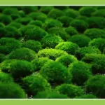 Perpetual moss wall making soft furnishing decoration - Image 2