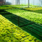 Perpetual moss wall making soft furnishing decoration - Image 3