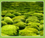 Perpetual moss wall making soft furnishing decoration - Image 4