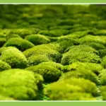 Perpetual moss wall making soft furnishing decoration - Image 4