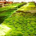 Perpetual moss wall making soft furnishing decoration - Image 5
