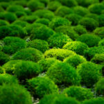 Perpetual moss wall making soft furnishing decoration