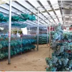 Boxed wood hydrangea eternal flowers 100g