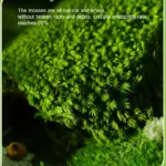 Perpetual moss wall making soft furnishing decoration