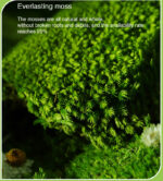 Perpetual moss wall making soft furnishing decoration