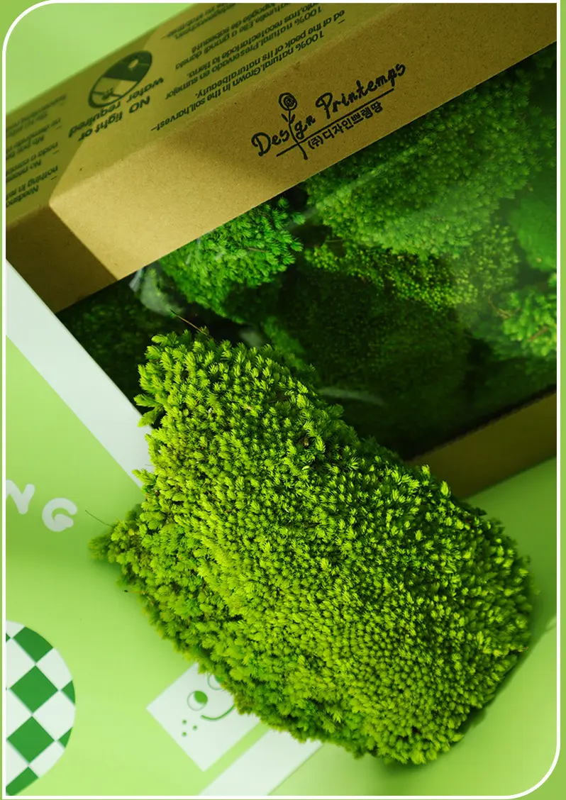 Perpetual moss wall making soft furnishing decoration