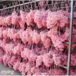 Boxed wood hydrangea eternal flowers 100g