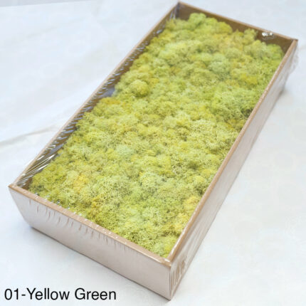 Grade A 500g Boxed Immortal Moss Home Decoration Green Preserved Flowers DIY Flower Materials