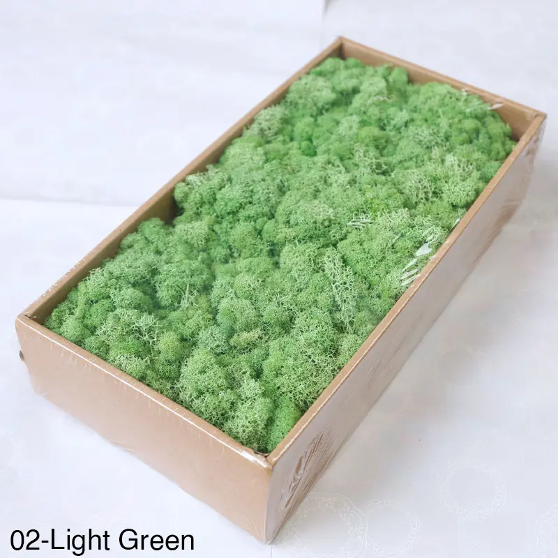 Grade A 500g Boxed Immortal Moss Home Decoration Green Preserved Flowers DIY Flower Materials