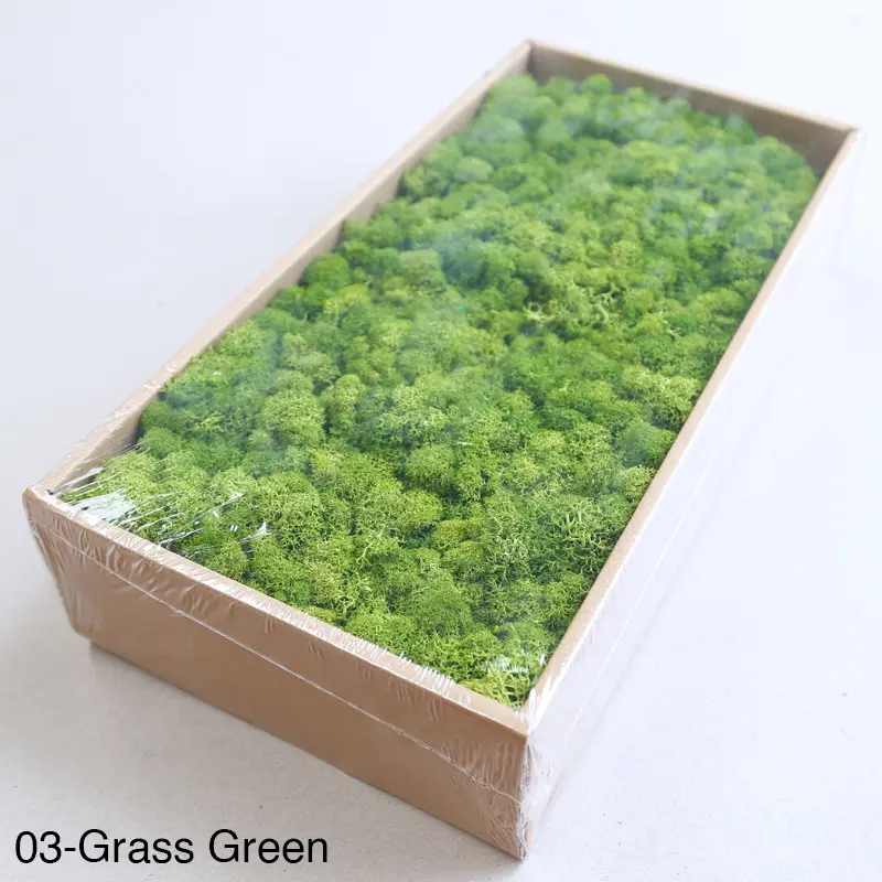 Grade A 500g Boxed Immortal Moss Home Decoration Green Preserved Flowers DIY Flower Materials