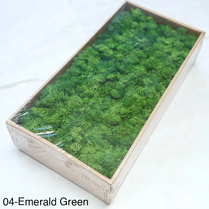 Grade A 500g Boxed Immortal Moss Home Decoration Green Preserved Flowers DIY Flower Materials