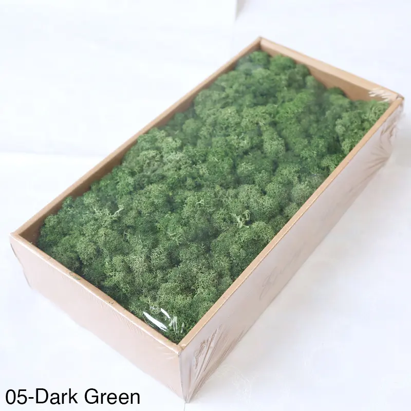 Grade A 500g Boxed Immortal Moss Home Decoration Green Preserved Flowers DIY Flower Materials