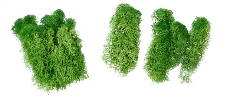 Grade A 500g Boxed Immortal Moss Home Decoration Green Preserved Flowers DIY Flower Materials