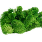 Grade A 500g Boxed Immortal Moss Home Decoration Green Preserved Flowers DIY Flower Materials - Image 3