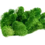 Grade A 500g Boxed Immortal Moss Home Decoration Green Preserved Flowers DIY Flower Materials - Image 3