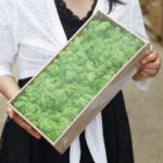 Grade A 500g Boxed Immortal Moss Home Decoration Green Preserved Flowers DIY Flower Materials - Image 2