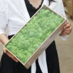 Grade A 500g Boxed Immortal Moss Home Decoration Green Preserved Flowers DIY Flower Materials - Image 2