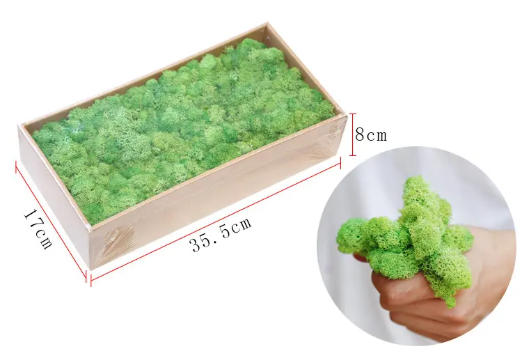 Grade A 500g Boxed Immortal Moss Home Decoration Green Preserved Flowers DIY Flower Materials