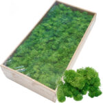 Grade A 500g Boxed Immortal Moss Home Decoration Green Preserved Flowers DIY Flower Materials