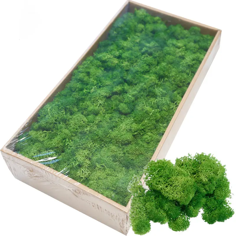 Grade A 500g Boxed Immortal Moss Home Decoration Green Preserved Flowers DIY Flower Materials