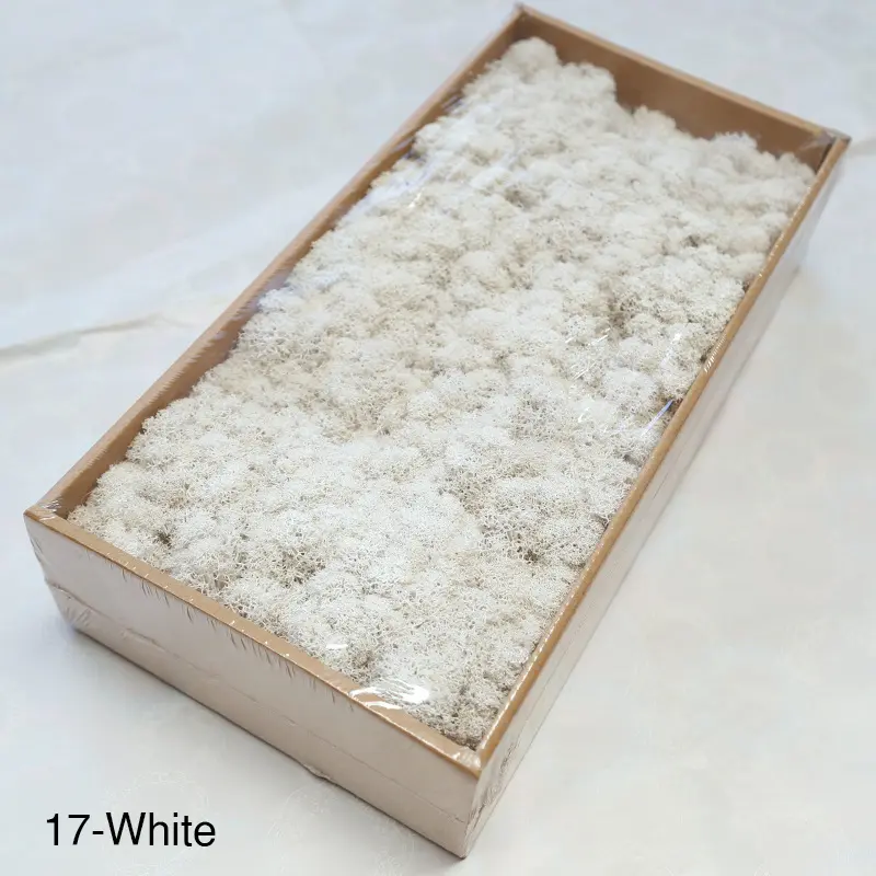 Grade A 500g Boxed Immortal Moss Home Decoration Green Preserved Flowers DIY Flower Materials