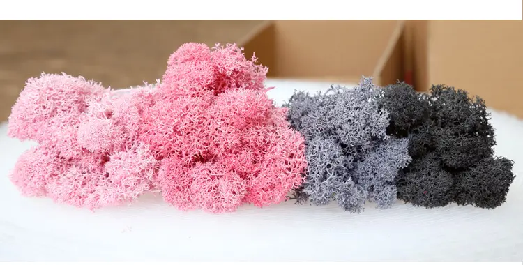 Grade A 500g Boxed Immortal Moss Home Decoration Green Preserved Flowers DIY Flower Materials