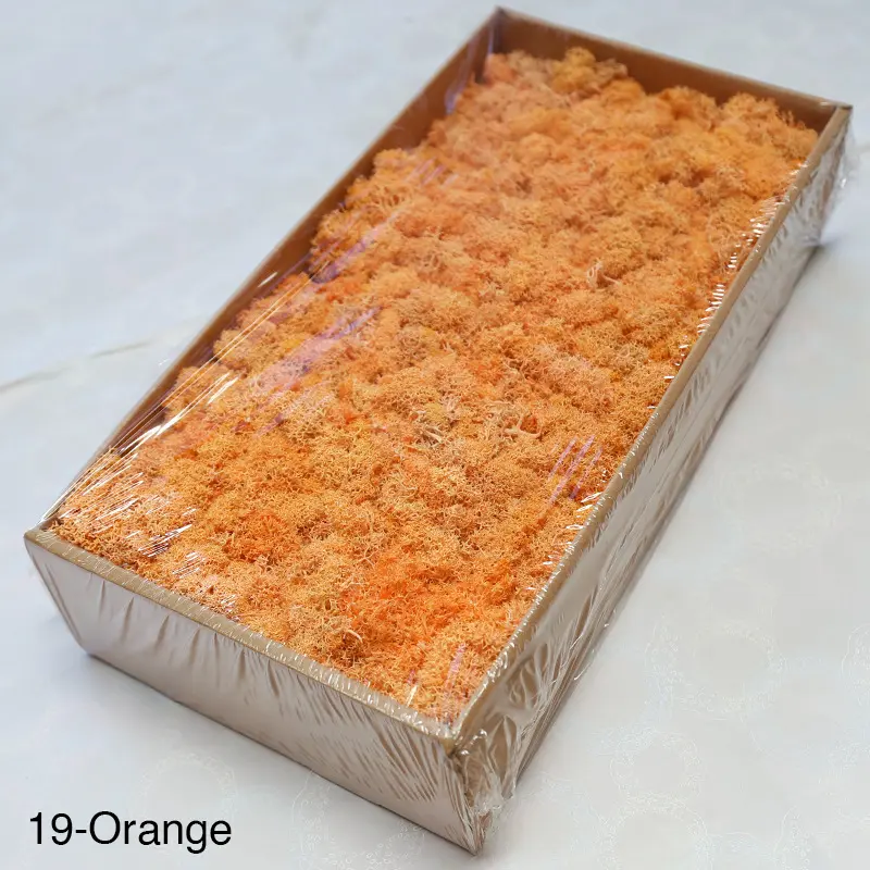 Grade A 500g Boxed Immortal Moss Home Decoration Green Preserved Flowers DIY Flower Materials