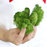 Grade A 500g Boxed Immortal Moss Home Decoration Green Preserved Flowers DIY Flower Materials - Image 5