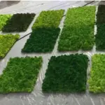 Grade A 500g Boxed Immortal Moss Home Decoration Green Preserved Flowers DIY Flower Materials - Image 6