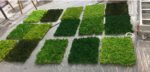 Grade A 500g Boxed Immortal Moss Home Decoration Green Preserved Flowers DIY Flower Materials - Image 6