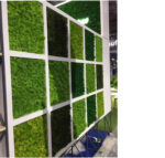 Grade A 500g Boxed Immortal Moss Home Decoration Green Preserved Flowers DIY Flower Materials