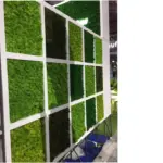Grade A 500g Boxed Immortal Moss Home Decoration Green Preserved Flowers DIY Flower Materials