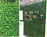 Grade A 500g Boxed Immortal Moss Home Decoration Green Preserved Flowers DIY Flower Materials - Image 9