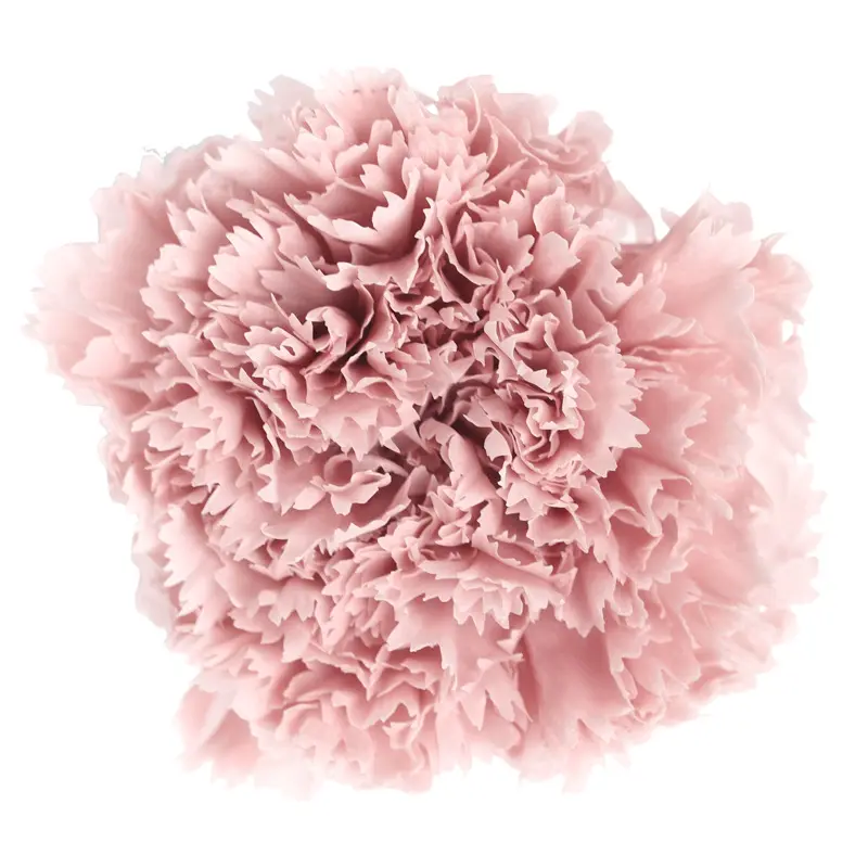 Preserved flower carnation flower head DIY material 4-5cm 8 pcs