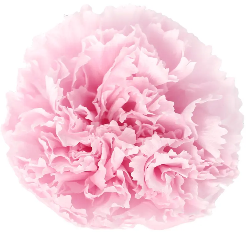 Preserved flower carnation flower head DIY material 4-5cm 8 pcs
