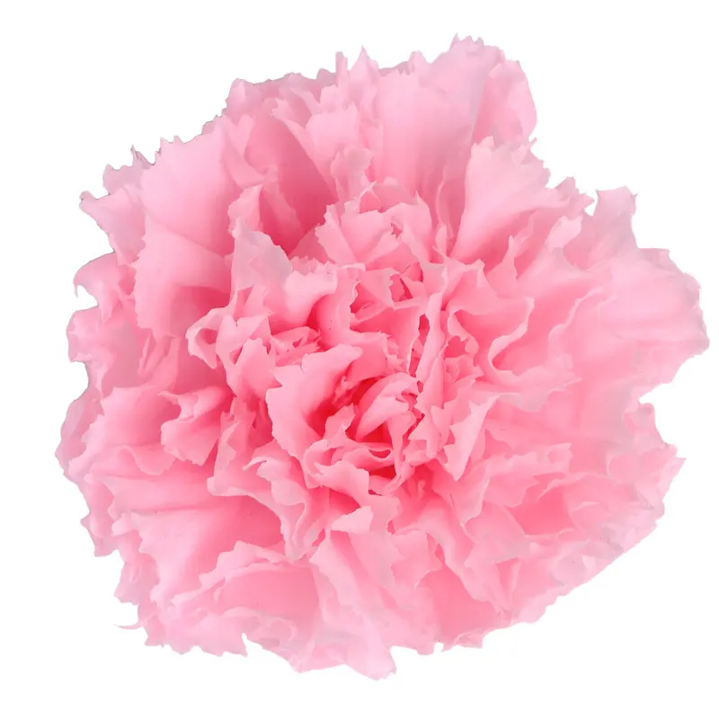 Preserved flower carnation flower head DIY material 4-5cm 8 pcs