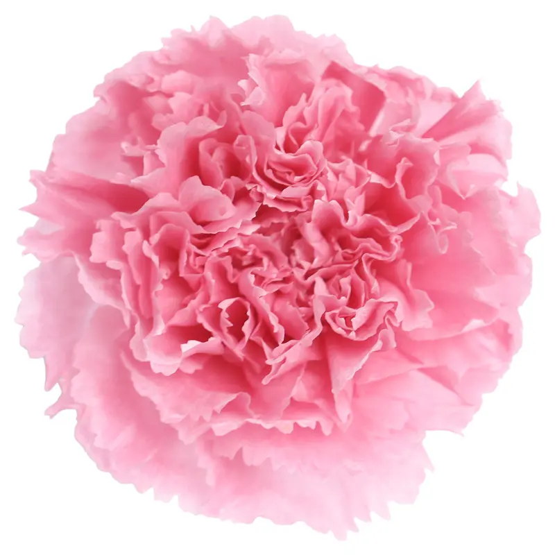 Preserved flower carnation flower head DIY material 4-5cm 8 pcs