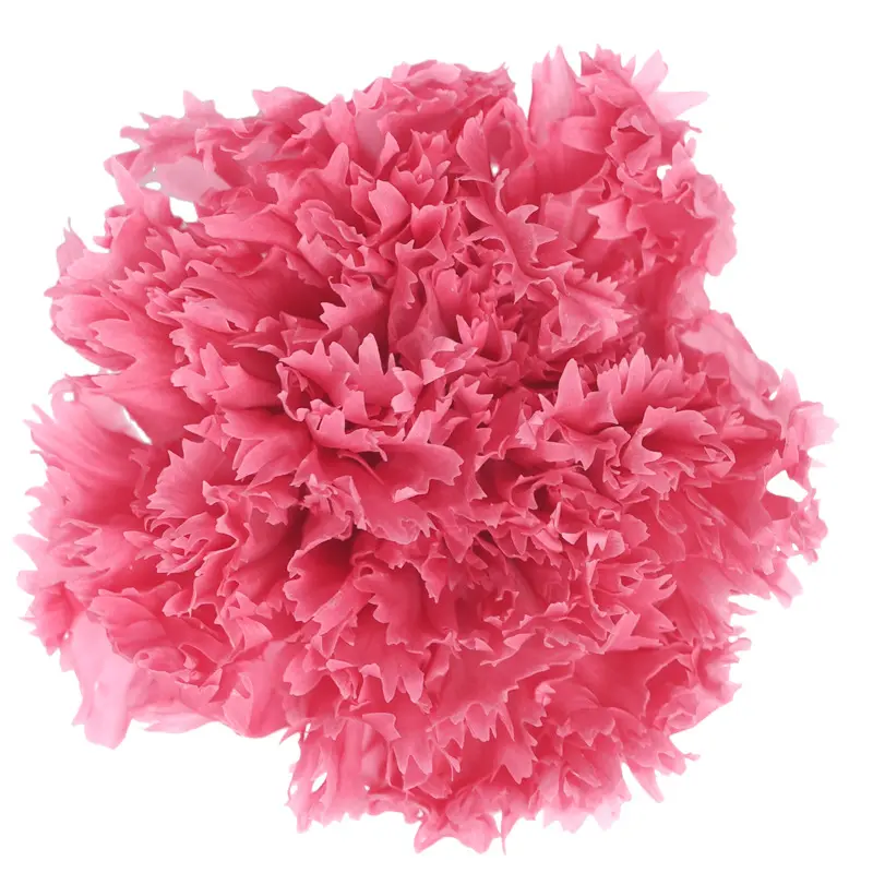 Preserved flower carnation flower head DIY material 4-5cm 8 pcs