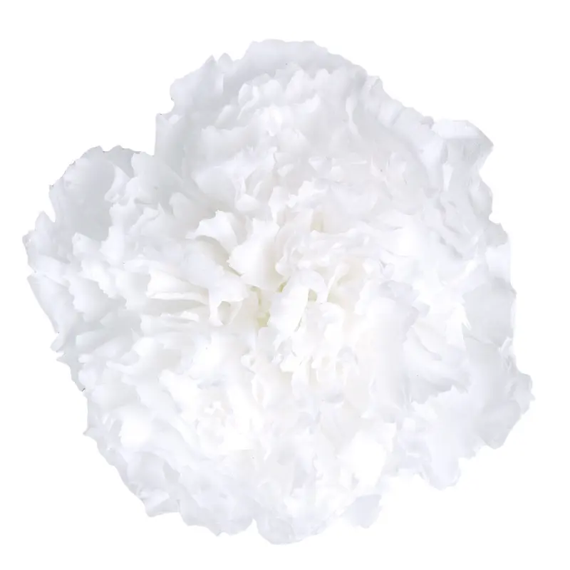 Preserved flower carnation flower head DIY material 4-5cm 8 pcs