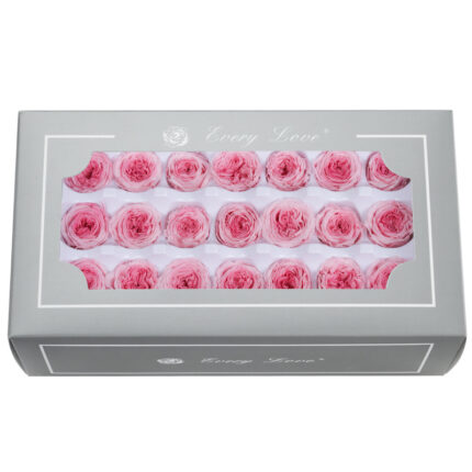 Preserved Flower DIY material A Grade Austin Rose Head 2-3cm 21pcs