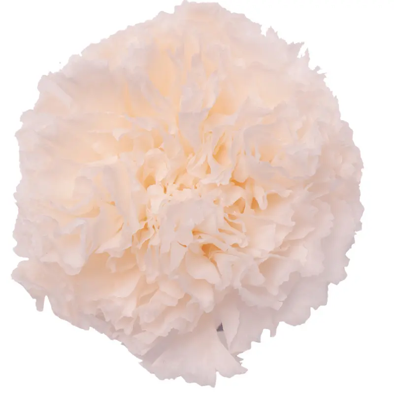 Preserved flower carnation flower head DIY material 4-5cm 8 pcs