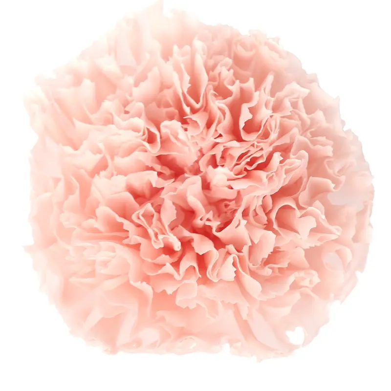 Preserved flower carnation flower head DIY material 4-5cm 8 pcs