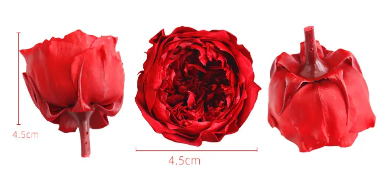 Preserved Flower A Grade Austin Rose Head 5-6cm 8pcs DIY material