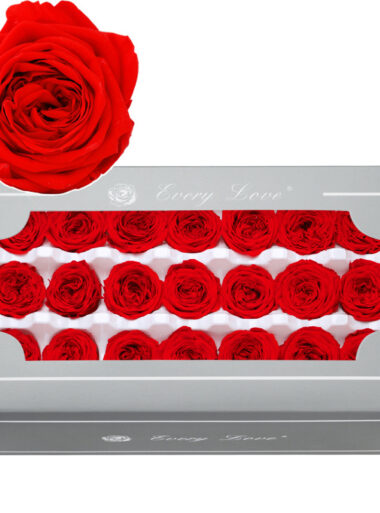 Preserved Flower DIY material A Grade Austin Rose Head 2-3cm 21pcs