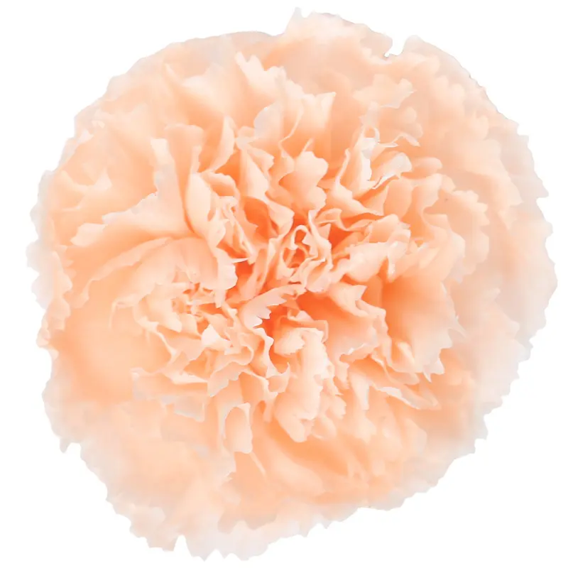 Preserved flower carnation flower head DIY material 4-5cm 8 pcs
