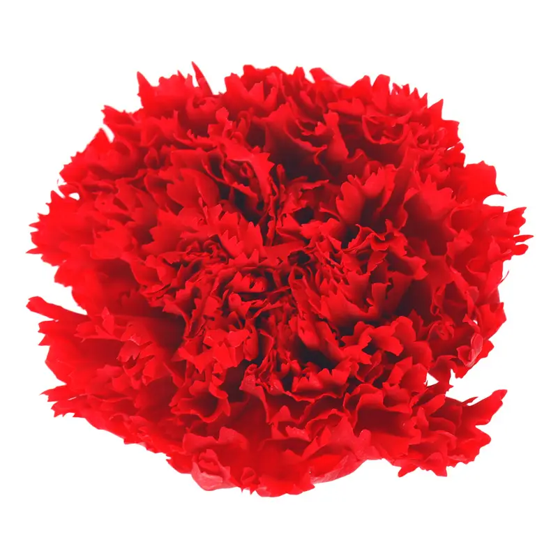 Preserved flower carnation flower head DIY material 4-5cm 8 pcs