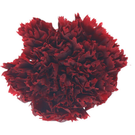 Preserved flower carnation flower head DIY material 4-5cm 8 pcs